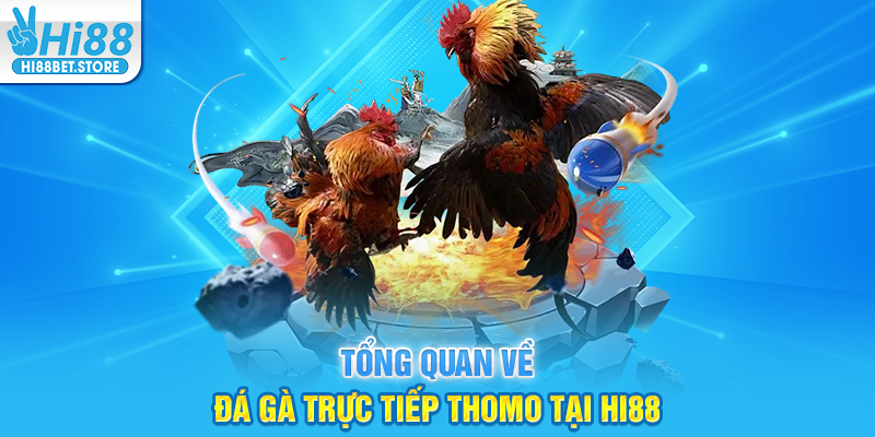 Tổng Quan Về Đá Gà Trực Tiếp Thomo Tại Hi88