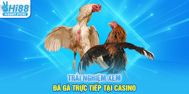 Trải Nghiệm Xem Đá Gà Trực Tiếp Tại Casino